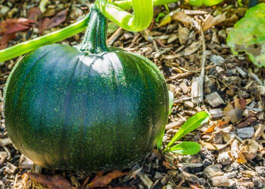 如何選擇高性價(jià)比的測(cè)土儀器品牌？