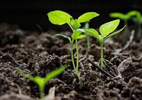 土壤養(yǎng)分測(cè)定儀 土壤養(yǎng)分測(cè)定儀