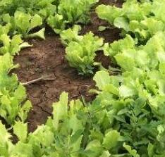 肥料養(yǎng)分檢測(cè)儀促進(jìn)農(nóng)業(yè)可持續(xù)發(fā)展！