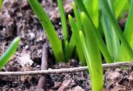 土壤養(yǎng)分速測(cè)儀哪個(gè)廠家靠譜？