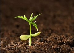 土壤檢測(cè)儀如何為智慧農(nóng)業(yè)打造“肥沃土壤”？