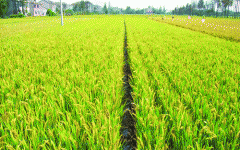 農(nóng)作物的藥害主要有哪些？應(yīng)該如何防治呢？