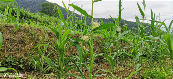 土壤養(yǎng)分速測儀 土壤養(yǎng)分速測儀