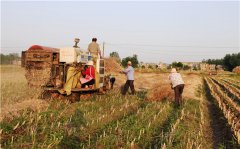 無線墑情監(jiān)測系統(tǒng)在藍莓種植中的應(yīng)用良好