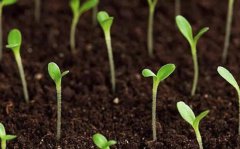 肥料養(yǎng)分檢測儀為農(nóng)業(yè)“減肥增收”賦能！