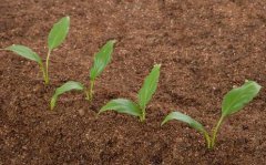 土壤水分測定儀有什么應(yīng)用？