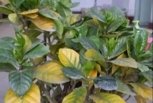 植物病害檢測儀廠家告訴你病害含義 植物病害檢測儀廠家告訴你病害含義