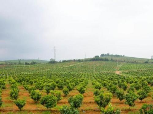 土壤養(yǎng)分檢測(cè)儀 土壤養(yǎng)分檢測(cè)儀