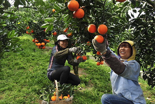 土壤養(yǎng)分檢測儀 土壤養(yǎng)分檢測儀