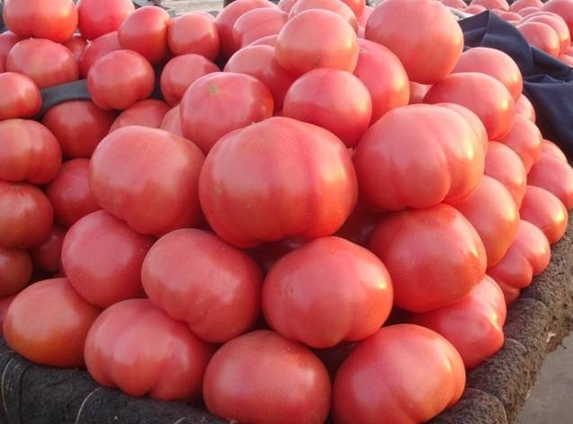 土壤養(yǎng)分檢測(cè)儀 土壤養(yǎng)分檢測(cè)儀