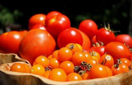 土壤養(yǎng)分檢測儀 土壤養(yǎng)分檢測儀