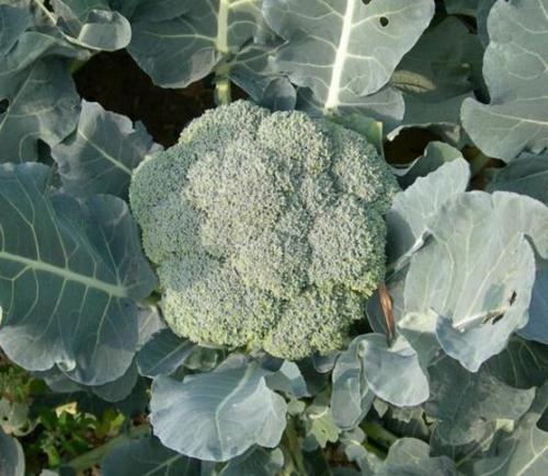 土壤墑情監(jiān)測(cè) 土壤墑情監(jiān)測(cè)