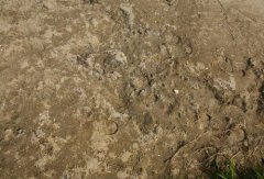 土壤養(yǎng)分檢測(cè)儀檢測(cè)出土壤肥力不足，土壤貧瘠