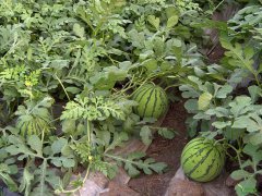 西瓜種植中，土壤養(yǎng)分速測(cè)儀應(yīng)該如何使用？