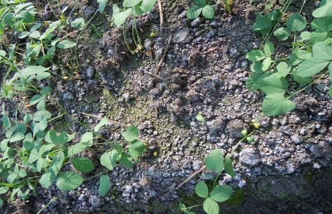 土壤養(yǎng)分檢測(cè)儀 土壤養(yǎng)分檢測(cè)儀