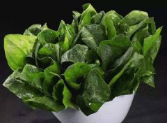 為什么要檢測(cè)植物葉綠素？