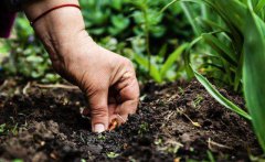 土壤有機(jī)質(zhì)是什么，對土壤有什么作用