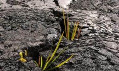 關(guān)于土壤重金屬污染的危害？