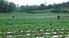 土壤水分測(cè)定儀可以分為哪些種類？