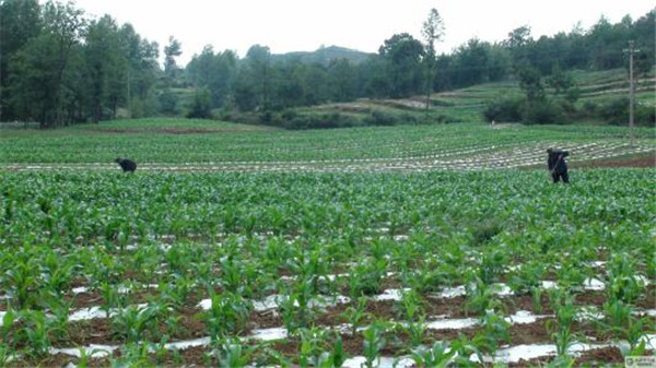 土壤水分測定儀 土壤水分測定儀