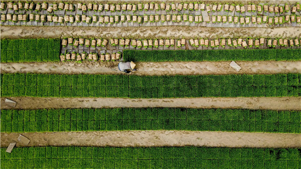 土壤水分速測儀 土壤水分速測儀