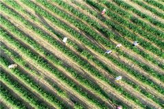 土壤養(yǎng)分速測(cè)儀在施肥中有什么優(yōu)越性？