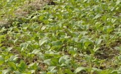 土壤酸堿度測(cè)定儀對(duì)土壤pH值進(jìn)行精準(zhǔn)檢測(cè)！