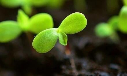 土壤肥料養(yǎng)分檢測(cè)儀