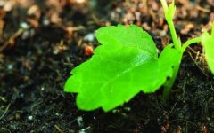 土壤養(yǎng)分分析儀助力農業(yè)生產(chǎn)“減肥增效”