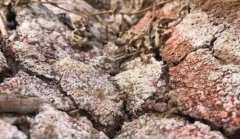 測土配方施肥儀器助力數(shù)字農業(yè)的發(fā)展