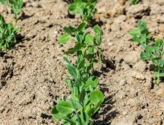 肥料養(yǎng)分測試儀如何幫助農(nóng)民實現(xiàn)精準施肥？