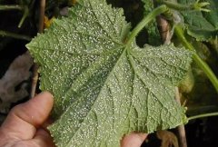 測土配方施肥儀助力科學管理土壤