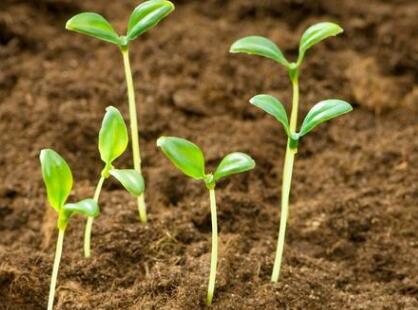 土壤肥料養(yǎng)分檢測(cè)儀