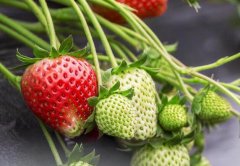 土壤氮磷鉀測(cè)定儀在肥料施加工作有何作用？