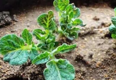 土壤重金屬測(cè)試儀