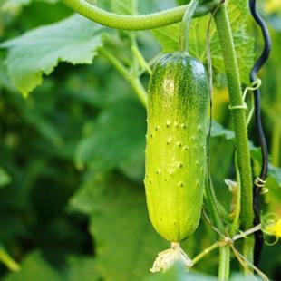 土壤肥料養(yǎng)分檢測儀