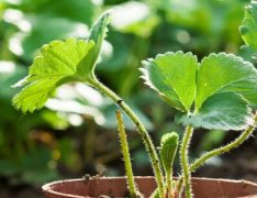 云唐土壤肥料養(yǎng)分測試儀可檢測的項目有哪些？