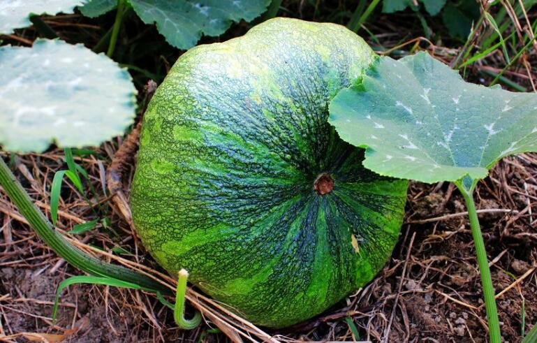 測(cè)土配方施肥儀