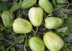 推薦云唐土壤養(yǎng)分速測儀的5大理由？