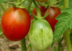 測(cè)土配方施肥儀成為數(shù)字農(nóng)業(yè)發(fā)展的重要工具