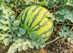 如何利用測土配方施肥儀增強土壤肥力？