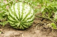 農(nóng)民施肥不能憑經(jīng)驗，需要使用測土儀