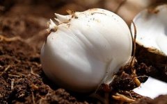 測(cè)土配方施肥儀診斷作物養(yǎng)分豐缺